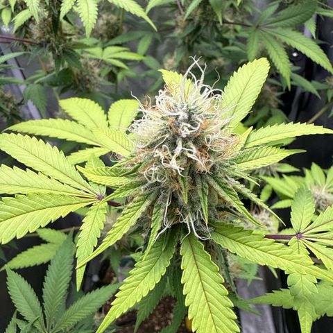 Shining Silver Haze #2 growlog timeline photo
