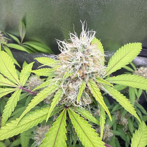 Shining Silver Haze #2 growlog timeline photo