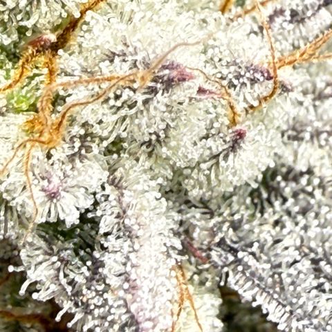 Queen 1 growlog timeline photo