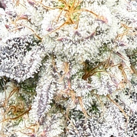Queen 1 growlog timeline photo