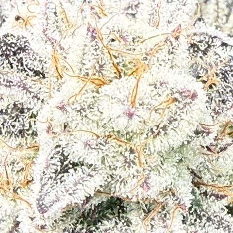 Queen 1/1 growlog timeline photo