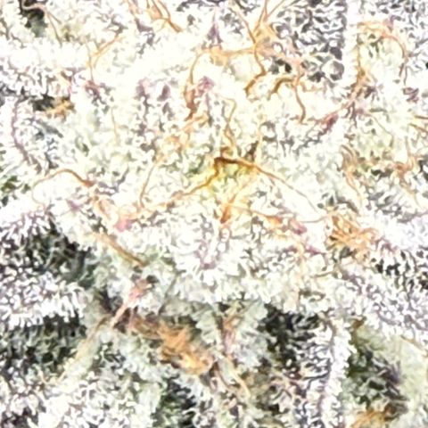 Queen 1/1 growlog timeline photo