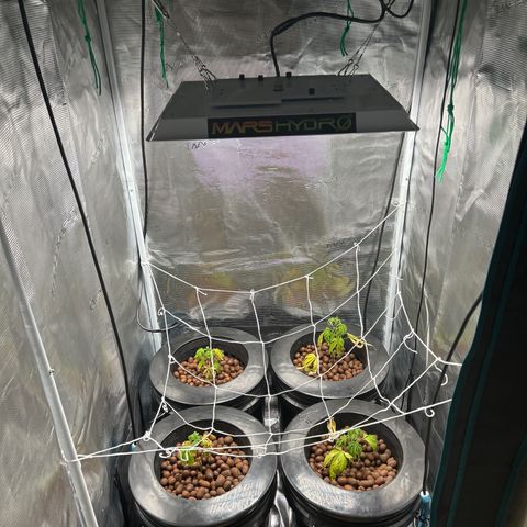 1st Grow growlog photo: Moved lights higher up think my leaves are burning along with everything else being off. 
