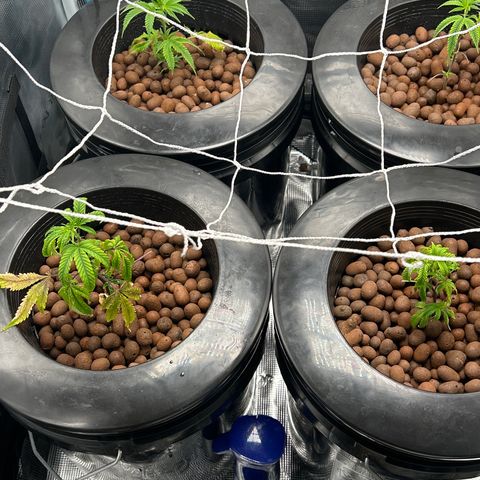1st Grow growlog photo: Changed water and trimmed