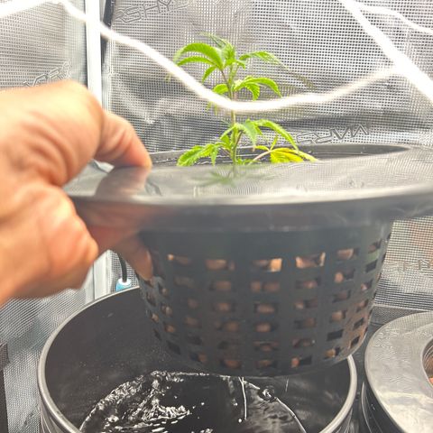 1st Grow growlog photo: New water buckets and nutrients 