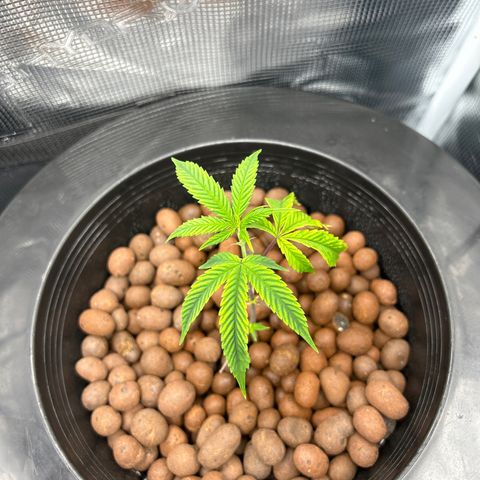 1st Grow growlog photo: New water buckets and nutrients 
