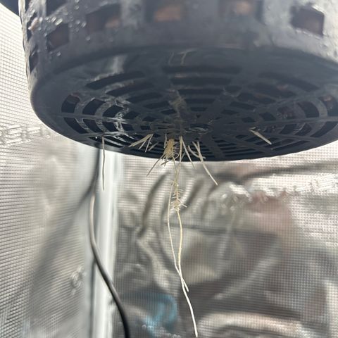 1st Grow growlog photo: New water buckets and nutrients 
