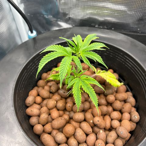 1st Grow growlog photo: New water buckets and nutrients 