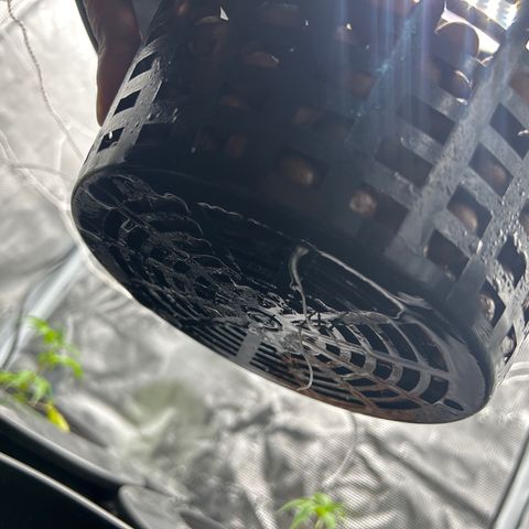1st Grow growlog photo: New water buckets and nutrients 
