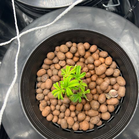 1st Grow growlog photo: New water buckets and nutrients 