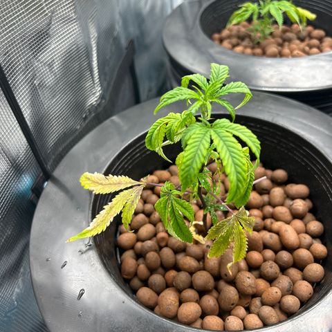1st Grow growlog photo: New water buckets and nutrients 