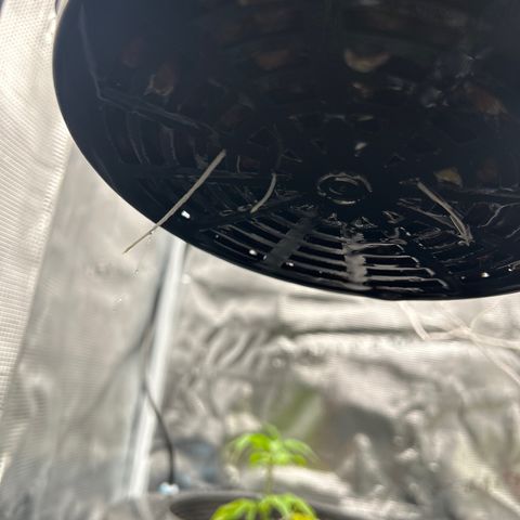1st Grow growlog photo: New water buckets and nutrients 