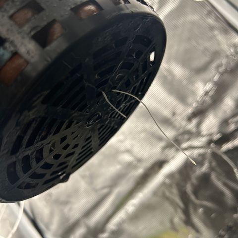1st Grow growlog photo: New water buckets and nutrients 