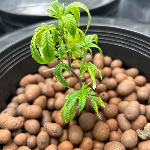 1st Grow growlog photo: Runtz