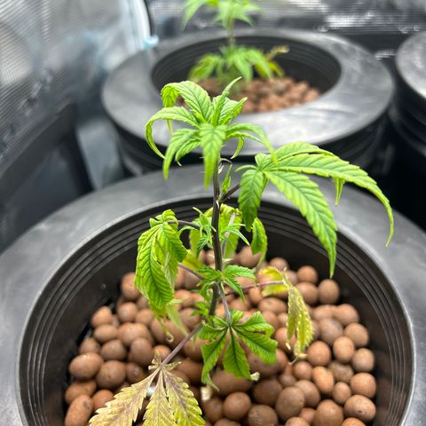 1st Grow growlog photo: F3