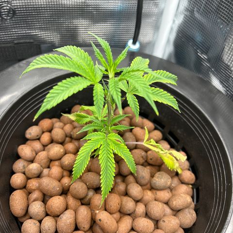 1st Grow growlog photo: Gush Runtz looking good