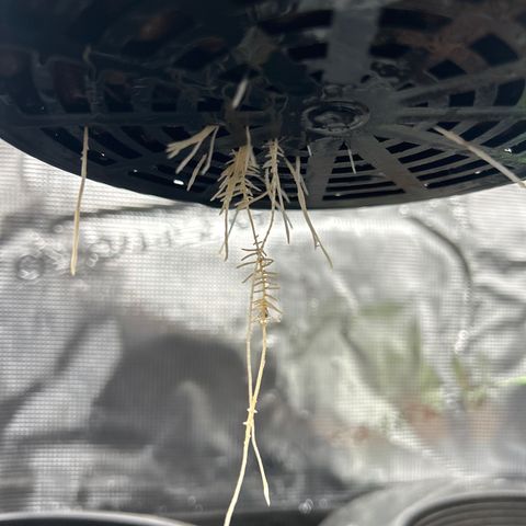 1st Grow growlog photo: Gush Runtz new roots