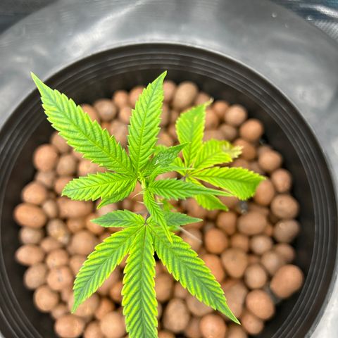 1st Grow growlog photo: Mirmosa 