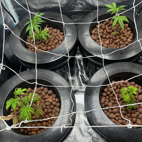 1st Grow growlog photo: The babies are making a comeback