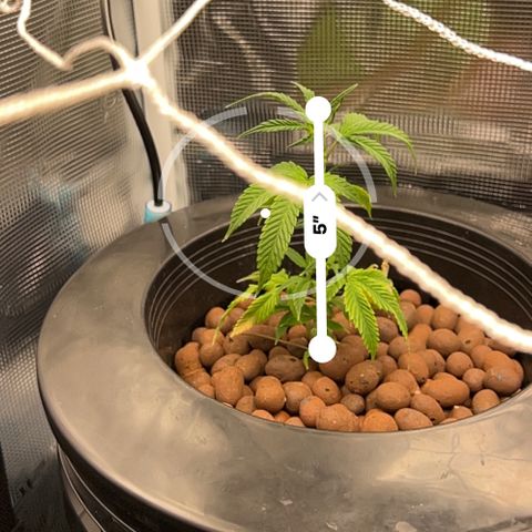 1st Grow growlog photo: Measurements of trees