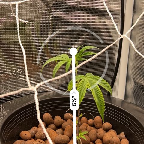 1st Grow growlog photo: Measurements of trees