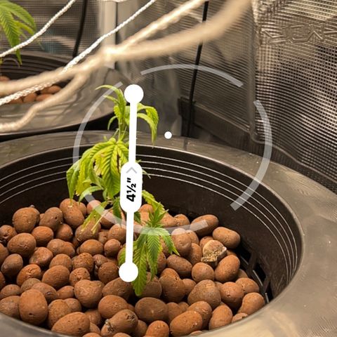 1st Grow growlog photo: Measurements of trees