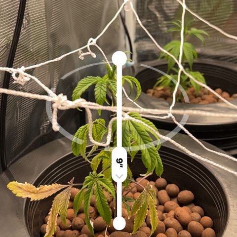 1st Grow growlog photo: Measurements of trees