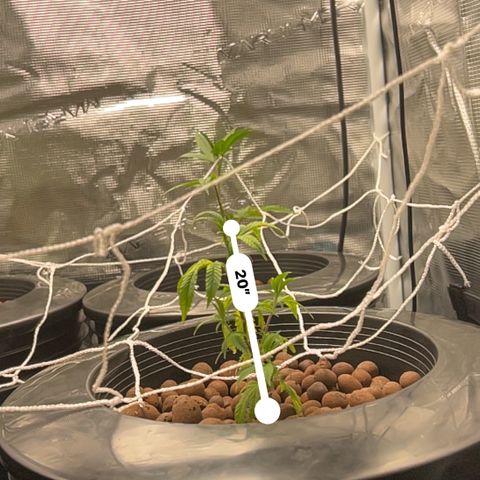 1st Grow growlog photo: Height