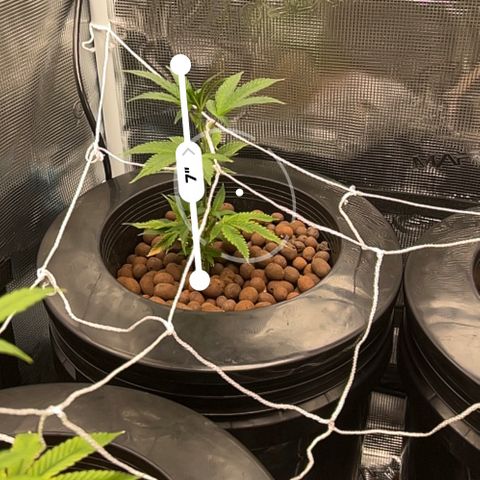 1st Grow growlog photo: Height