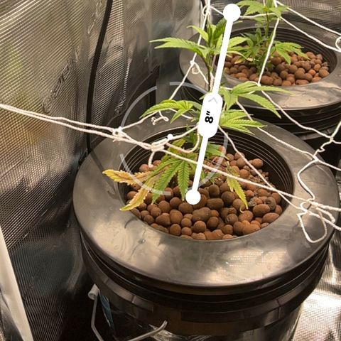 1st Grow growlog photo: Height