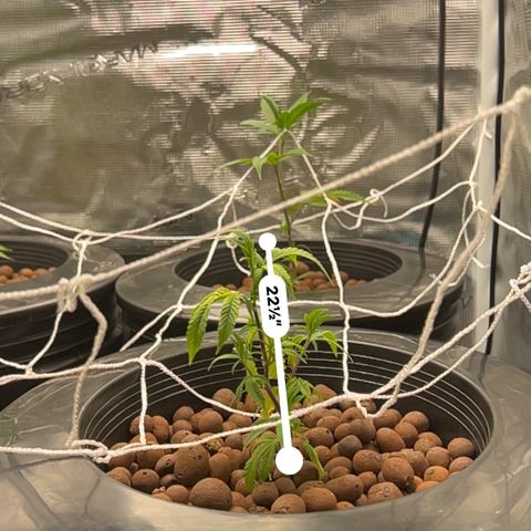 1st Grow growlog photo: Height