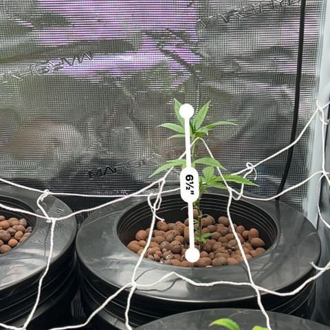 1st Grow growlog photo: Height