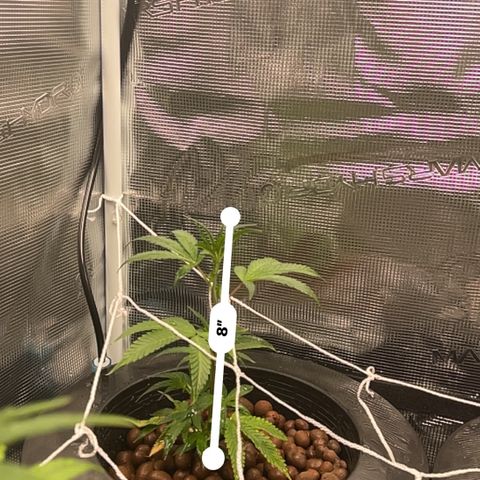 1st Grow growlog photo: They are growing roots all looking great