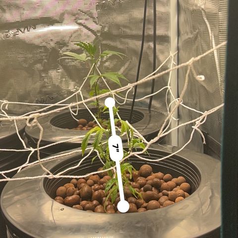 1st Grow growlog photo: They are growing roots all looking great