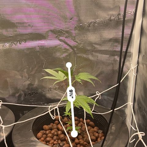 1st Grow growlog photo: They are growing roots all looking great