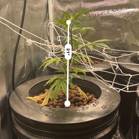 1st Grow growlog photo: They are growing roots all looking great