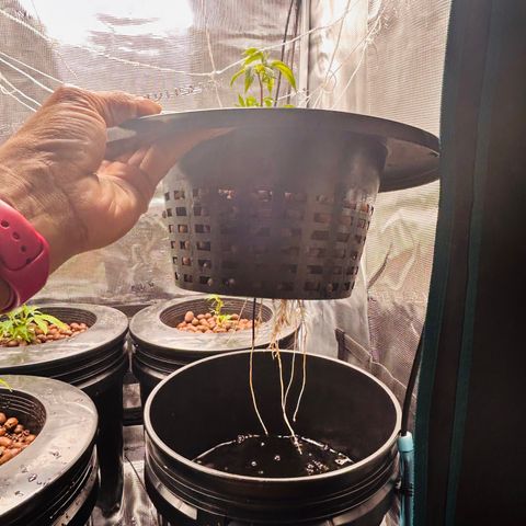 1st Grow growlog photo: Roots are growing now 
