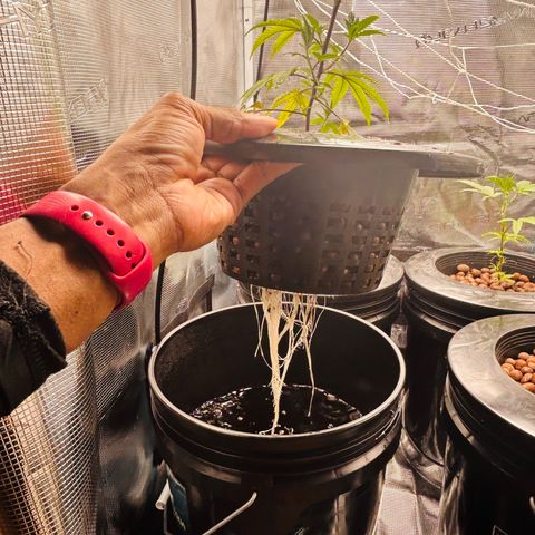1st Grow growlog photo: Roots are growing now 