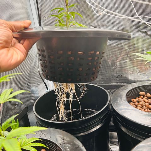 1st Grow growlog photo: Roots are growing now 