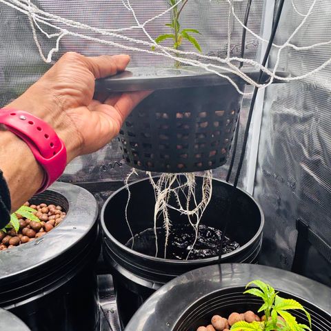 1st Grow growlog photo: Roots are growing now 