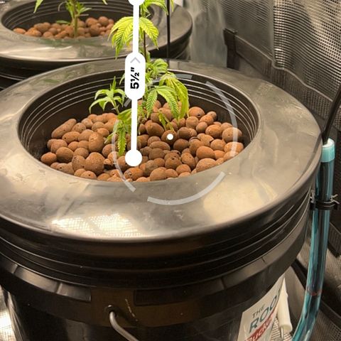 1st Grow growlog photo: Daily Height check