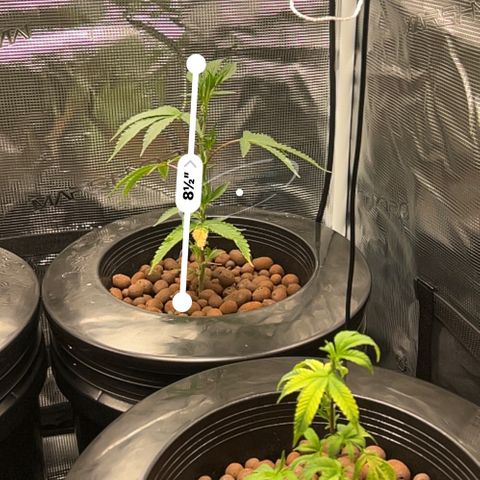 1st Grow growlog photo: Daily Height check