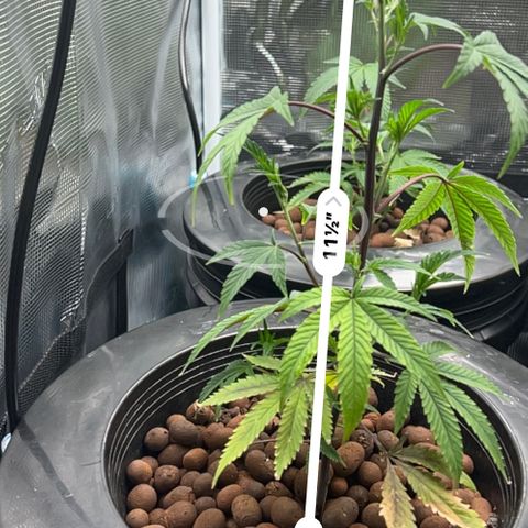 1st Grow growlog photo: Daily Height check