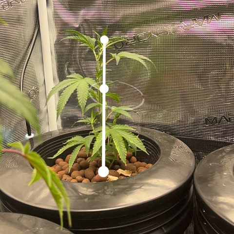 1st Grow growlog photo: Daily Height check