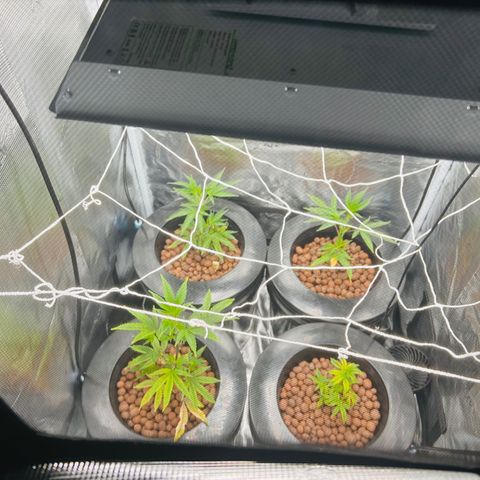 1st Grow growlog photo: Daily Height check