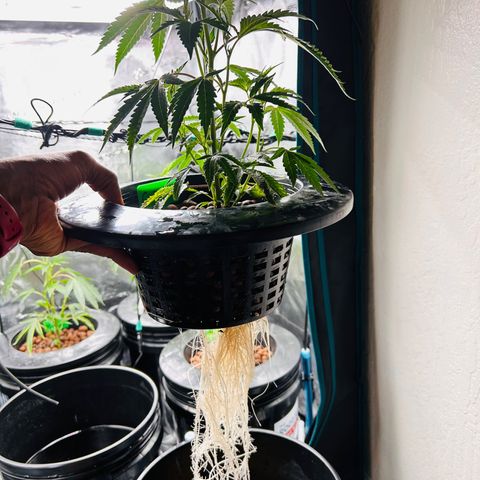 1st Grow growlog photo: Roots gush runtz