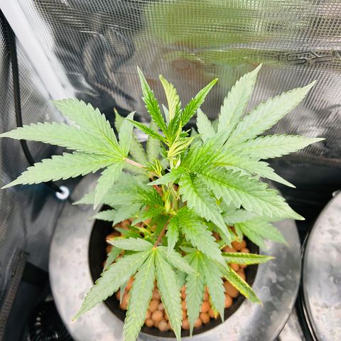 1st Grow growlog photo: Before fo farm
