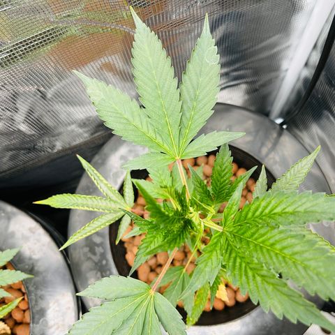 1st Grow growlog photo: Before fo farm