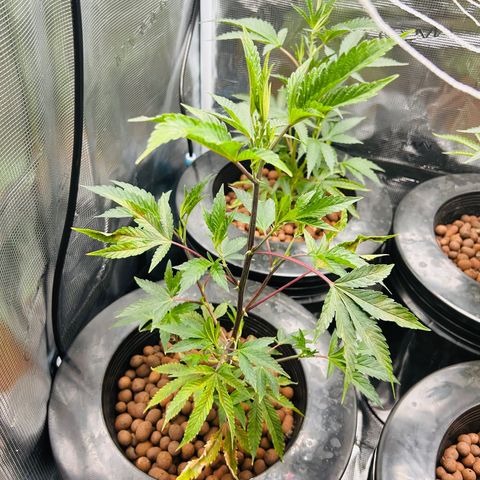 1st Grow growlog photo: Before fo farm