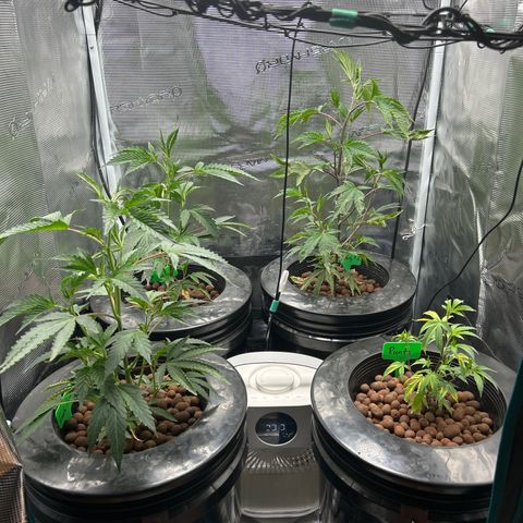 1st Grow growlog photo: Babies growing I think it’s time to top